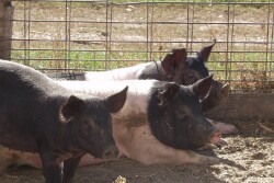Outdoor pigs