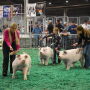 Chester White pigs showing at NJSS 