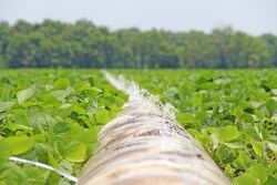 “We’re just going where the evidence leads after years of testing across a multiplicity of locations,” says UA Extension soybean specialist Jeremy Ross.