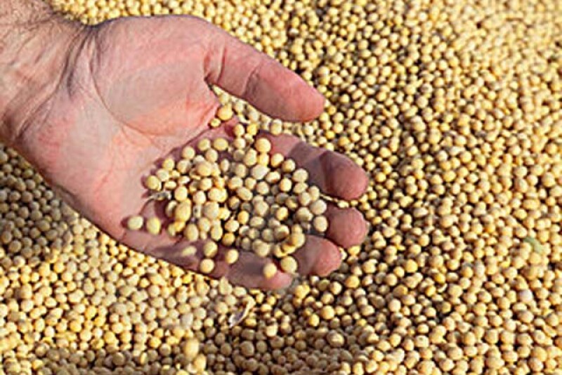 soybeans 