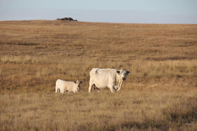 reduced forage due to drought in North Dakota