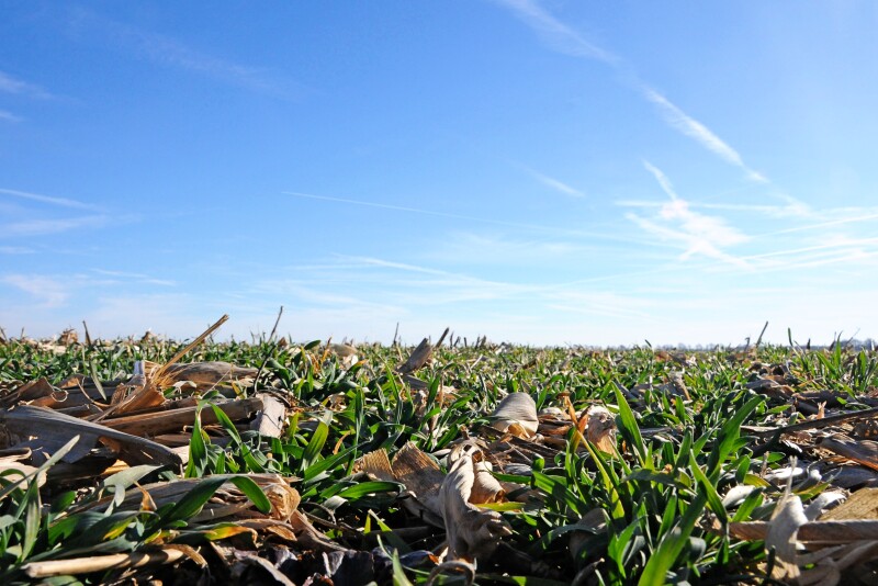 Wondering what cover crop to grow? Three key questions must be answered before a cover crop is planted.
