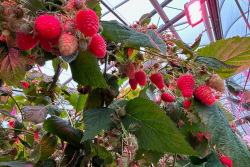 Greenhouse raspberries