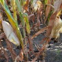 One cornfield a few miles west of Cedar Rapids, Iowa, showed the effects from a lack of moisture. Note the cracks in the ground. 