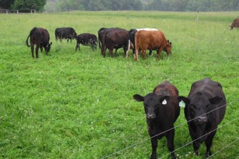 Pennsylvania_Beef_Cattle