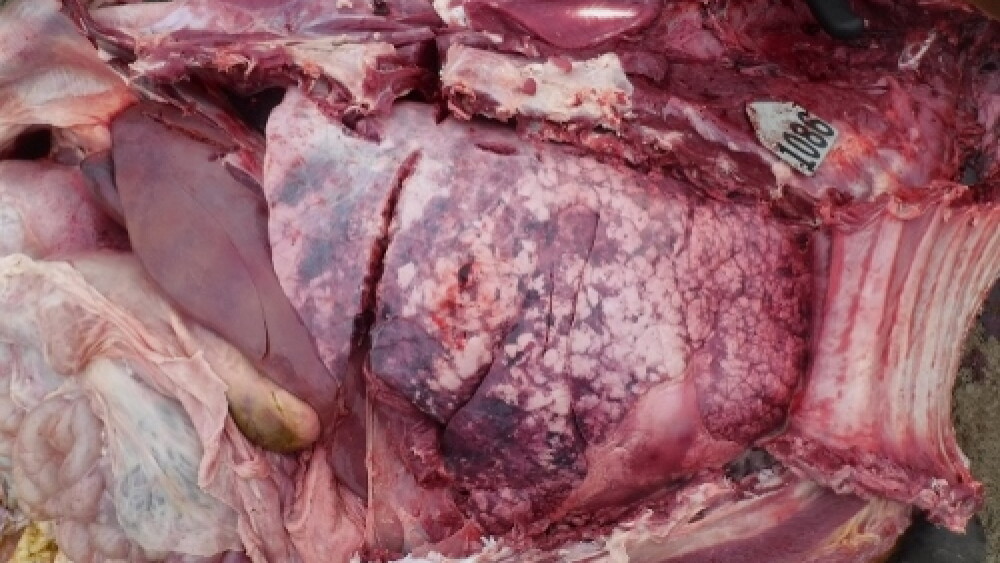 This necropsy image shows a calf-fed heifer that had been on feed for 130 days, with no previous treatment history, when first treated for signs of respiratory distress on May 24. 