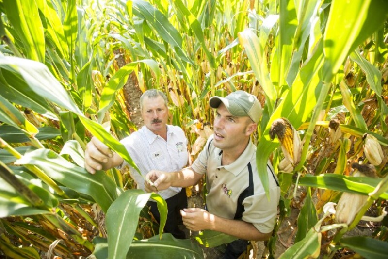Farmers evaluating health of crop