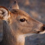 White_Tail_Deer_Doe