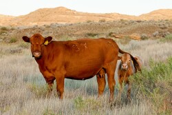 Cow-calf on western range