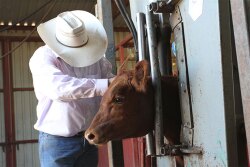 Cattle Chute TFB