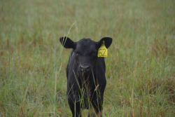 Angus Calf