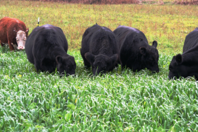 For almost 25 years, livestock producers and state officials have been working to eradicate bovine tuberculosis (TB) from Michigan’s northeastern Lower Peninsula.