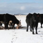 Offer feed-through products before fly season begins so treated manure is waiting as flies emerge and begin breeding.  