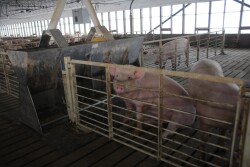 Fewer hogs eating whey components in China is hurting demand as prices for whey and its components have plunged this year. 