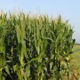 corn at corn college