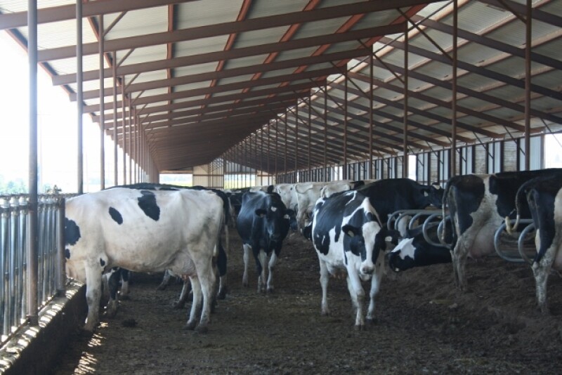 The ideal stocking rate would minimize fixed costs per head without negatively affecting milk production, reproduction and overall cow welfare.
