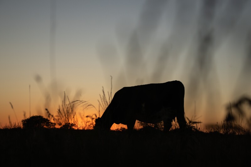 Grazing cow