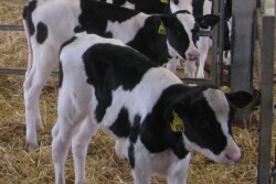 Holstein calves