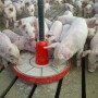 Pigs eating