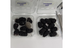 blackberries