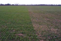 F11119 C hessian damage