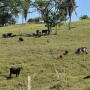 Brazil cows