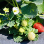 Wish Farms strawberry plant