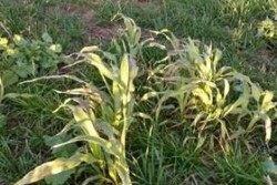 Frost damage