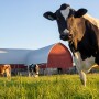 cow grazing