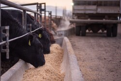Agri Beef cattle feeding