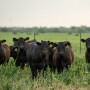 Langford cattle
