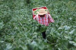 A worker harvests Brussels sprouts for Ocean Mist Farms. Brussels sprouts volume and sales dollars continue to rise.