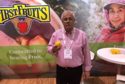  Dennis Jackson, regional manager for Yakima, Wash.-based FirstFruits Marketing of Washington, said a good crop of Opals is on hand for the 2019-20 season.