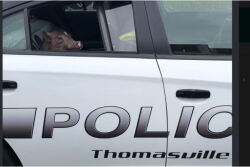 Commenters on social media said the pig looked remorseful for its actions. 