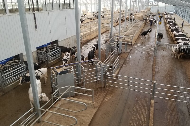 The PRO-DAIRY program at Cornell University has published a comprehensive, five-part fact sheet series that parse the many considerations of building, adapting to, and managing a robotically milked dairy herd. 