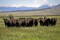 Horse Prairie MT