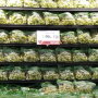 Green-Grape-display.jpg