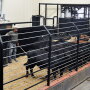 Cattle auction