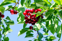 Cherries