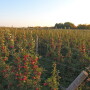 The New York apple crop is looking good, growers report.