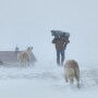 Blizzard calving