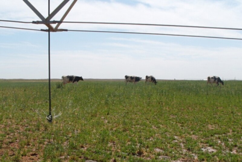 irrigated_pasture1