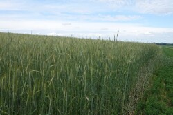 Rye