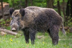 Eurasian-Wild-Boar-840.jpg