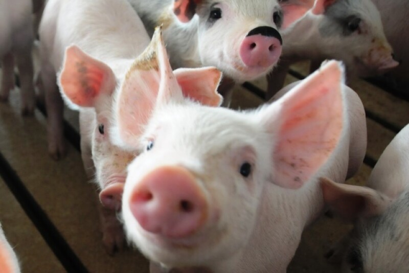 Cash-traded weaner pig reported volume was above average this past week, with 37,297 head reported. Cash weaner pig reported prices were $58.24, down $0.91 per head from last week.