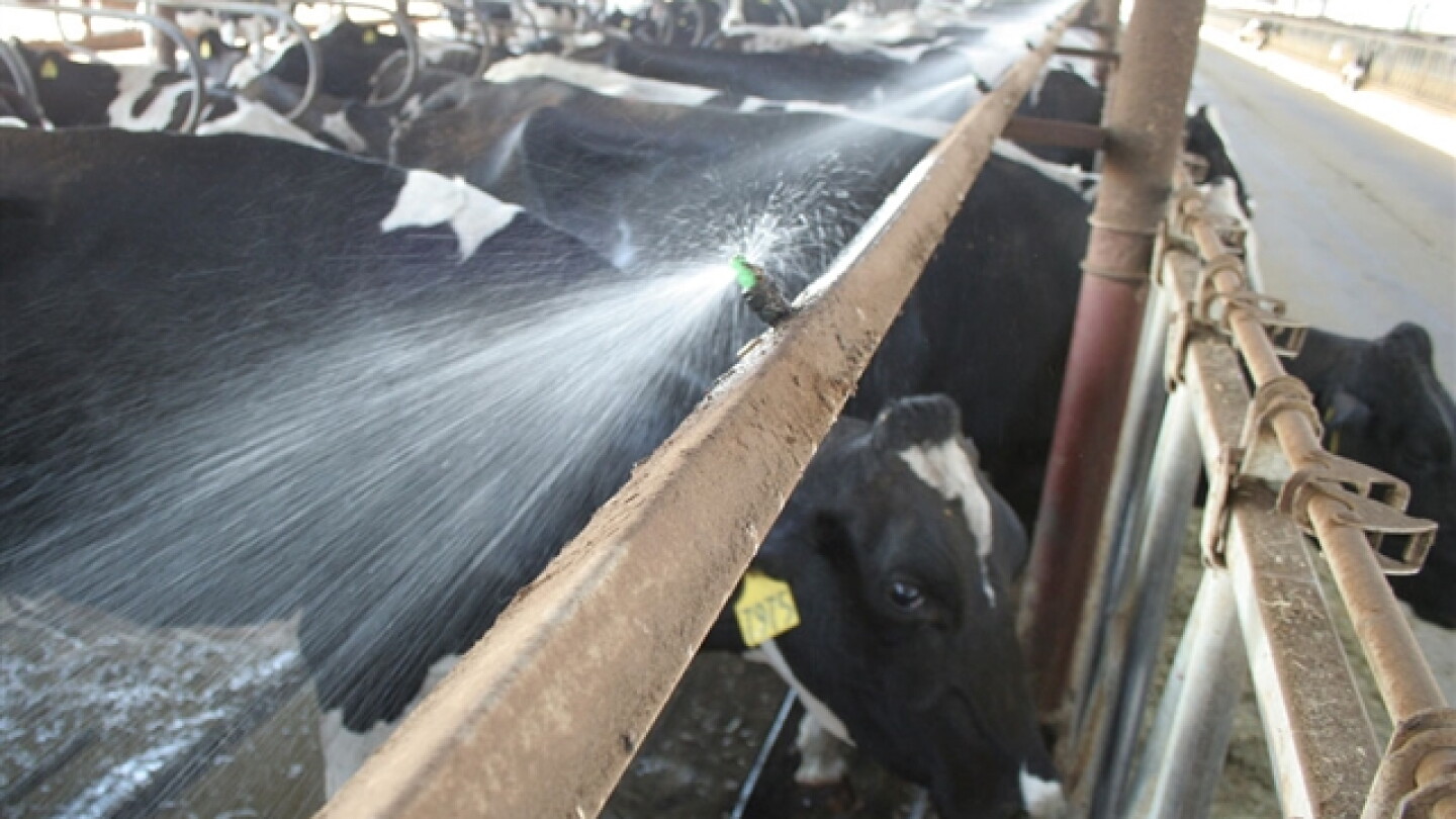 How AI-Powered Barns Could Cut Water Use by Up to 70%