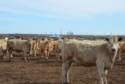 BT_Feedlot_Cattle