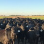 The 2019 calf crop was down 1%.