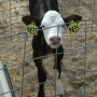 Calf health is a wild card that is often out of the cattle feeder’s control; it is predetermined by the dairy’s attention to providing timely colostrum to the newborn calf. 