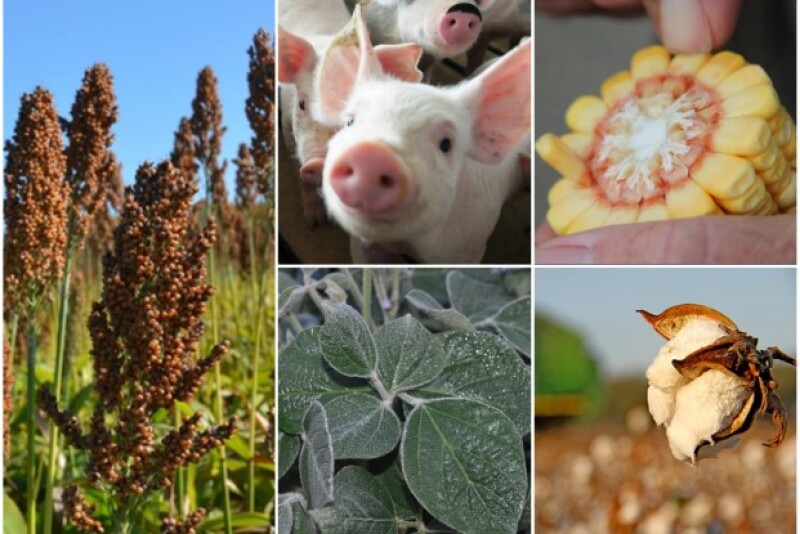 What will the next decade hold for your farm? What factors should you use to weigh investments or crop planning?  Here are five trends and data sets to ponder from USDA's latest Agricultural Baseline Projections.